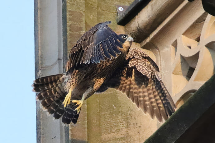 Jungfalke abends 6a