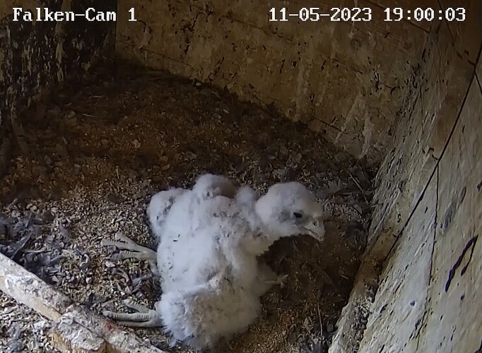 2023-05-11 19_01_41-Clipboard