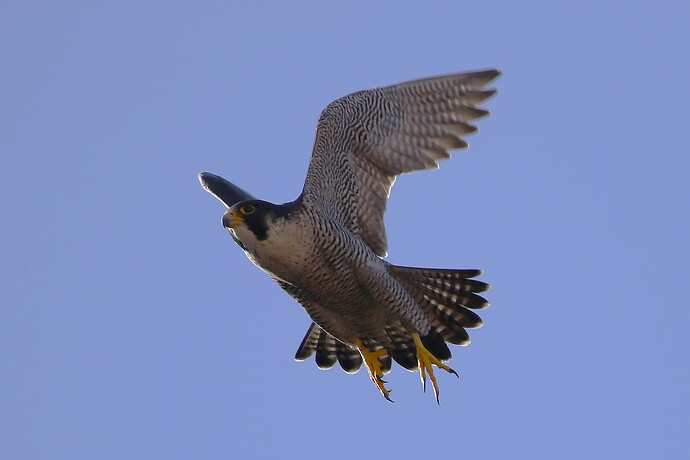 Falco Start 3a