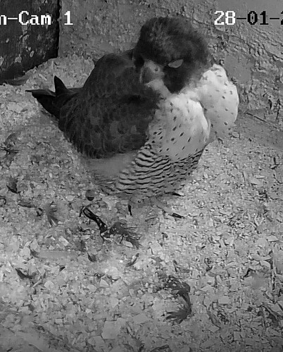 Screenshot_2026-01-28-17-32-51-906_com.android.chrome