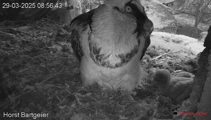 Kamerafocus neu 29.03.25