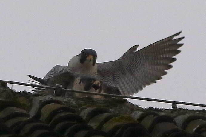 Wanda und Falco 7a