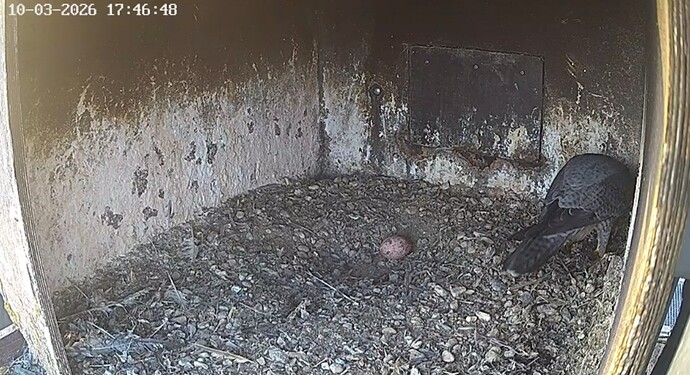 Screenshot_20260310_174011_Chrome