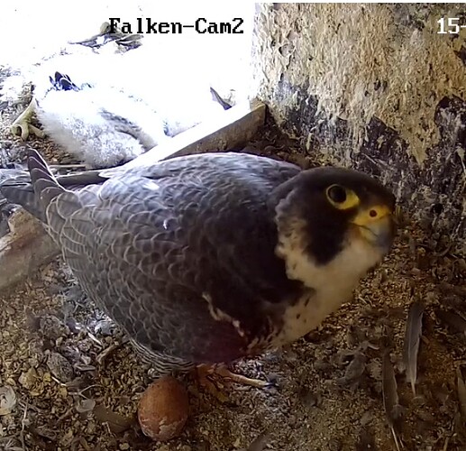 Screenshot_20230515-171559-01