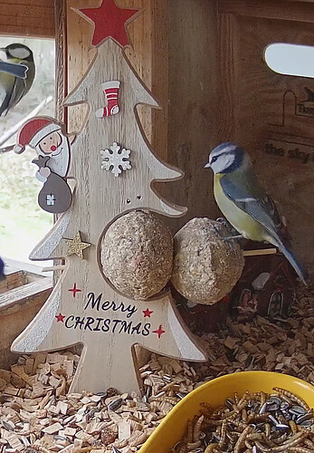 tf-20251224-0947_cut