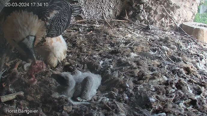 SnapShot-20240320_173419