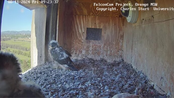 Screenshot_20241107_232355_Chrome