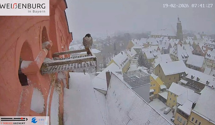 Screenshot_2026-02-19-08-50-54-486_com.google.android.youtube~2