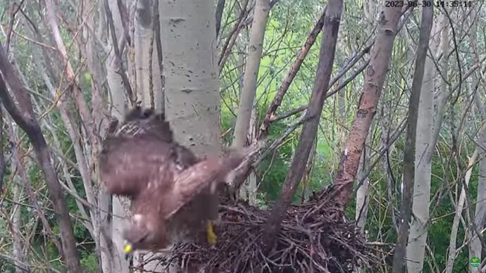 buzz_230630_B2fledge