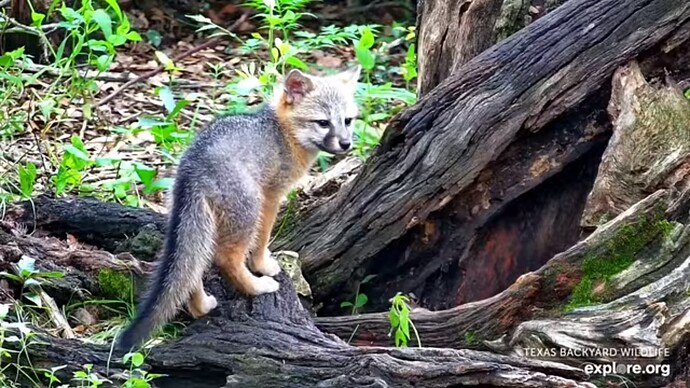 txfx_230605_cub