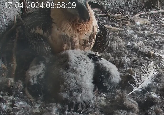 Elterliche Fürsorge 17.04.24