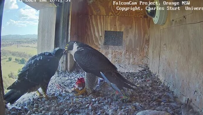 Screenshot_20241114_061755_Chrome