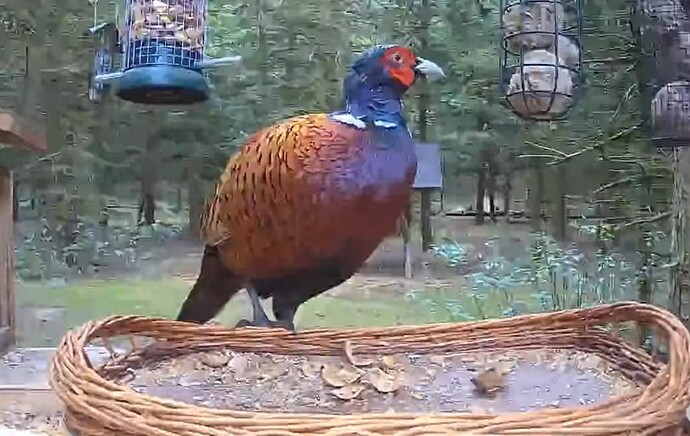 Screenshot_2023-11-05-15-47-10-635_com.google.android.youtube