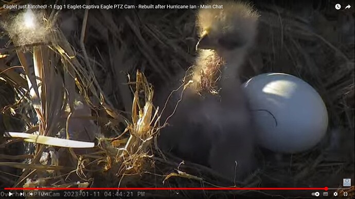 CACC_230111_chick