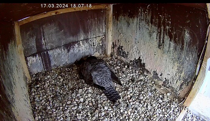 Screenshot_20240317_180738_Chrome