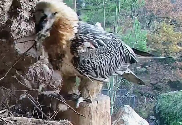 Screenshot_2025-11-10-15-32-34-026_com.android.chrome~2