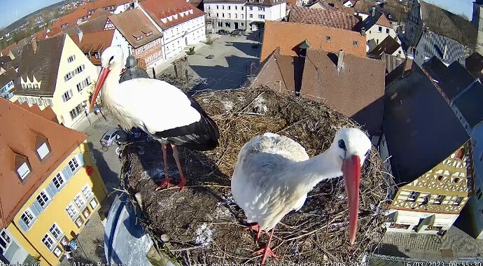 Bild