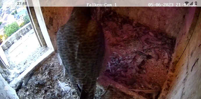 Screenshot_20230605-214814~2