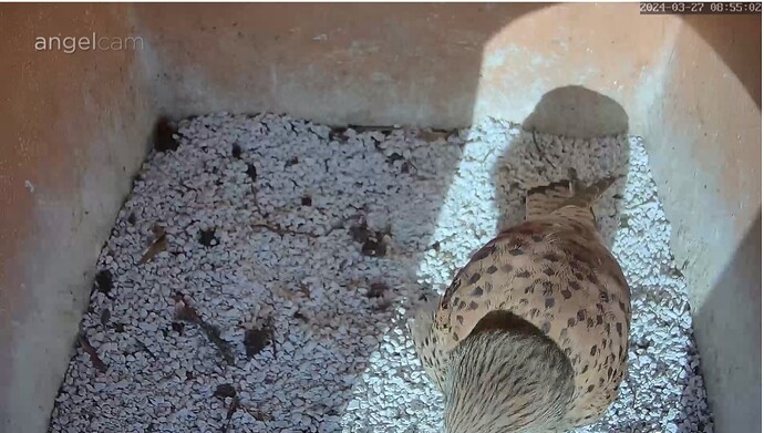 Screenshot_20240327_075530_Samsung Internet