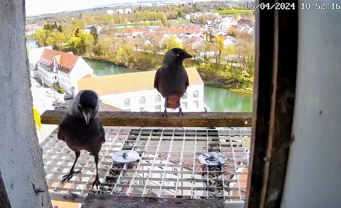 Screenshot_2024-04-06-10-52-34-324_com.android.chrome