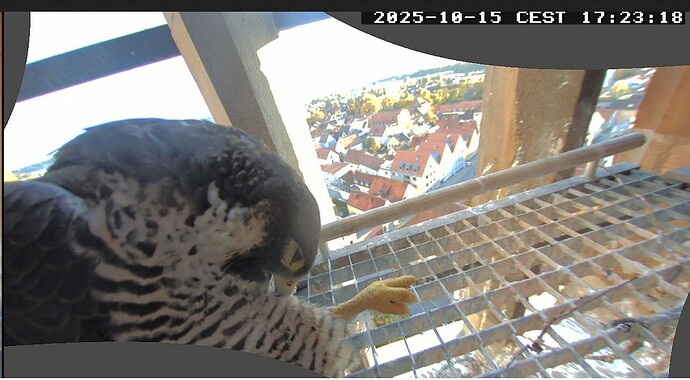 Screenshot_20251015-172321_Firefox~2