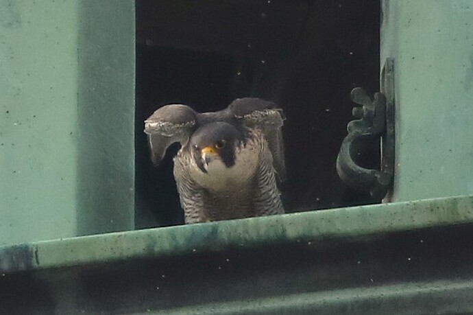 Falco im Flug 2b