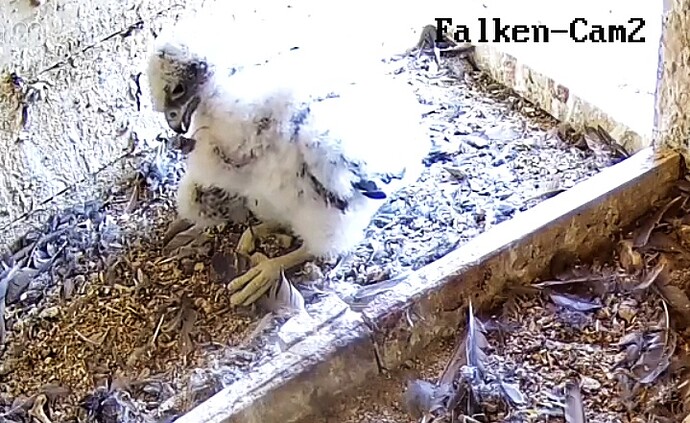 Screenshot_20230517-162055-01