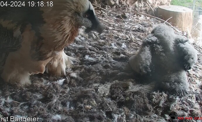 Bereit fürs Bett 11.04.24