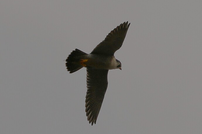 Falco Flug 1