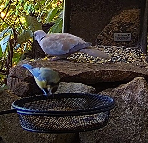 Tüta und Blaue 06.07.24