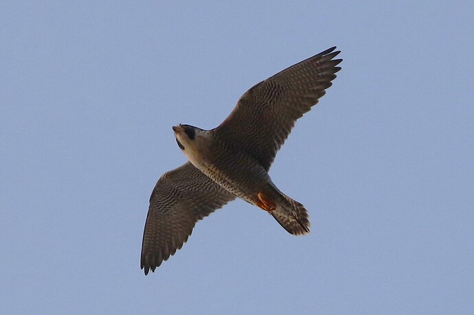 Falco nachmittags 7a