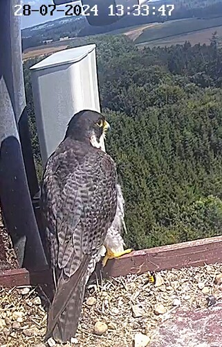 Screenshot_2024-07-28-14-32-24-972_com.android.chrome