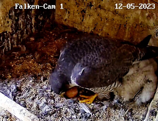 Screenshot_20230512-070404-01