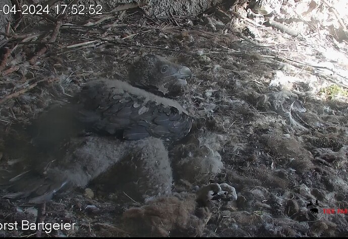 Screenshot_20240426_175355_Chrome