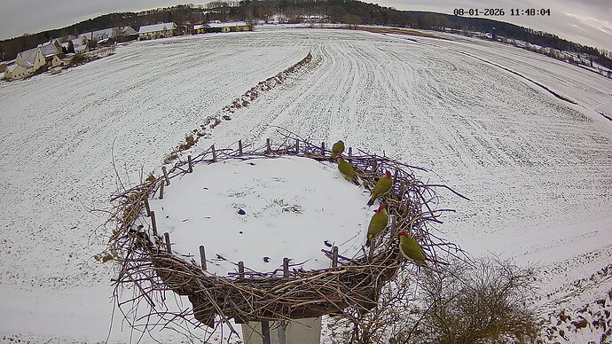 20260108_1147.Grünspecht