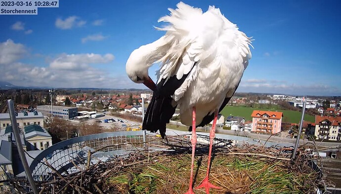 2023-03-16 10_29_24-LIVE Storchennest Freilassing - YouTube und 4 weitere Seiten - Persönlich – Micr