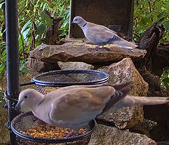 Tütapaar 1 am Abend 07.07.24