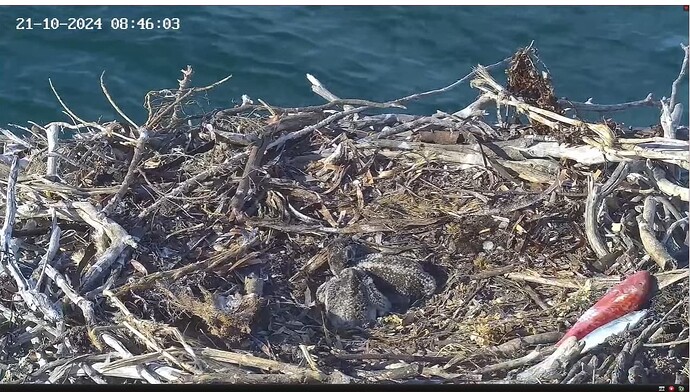 Screenshot 2024-10-21 004445