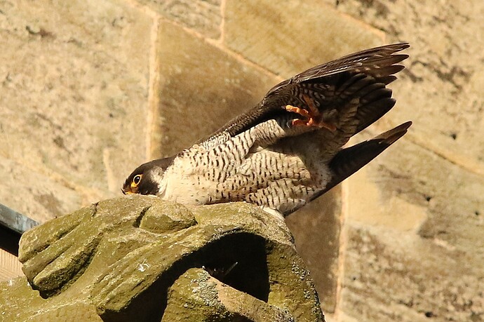 Falco Sonntagabend 4