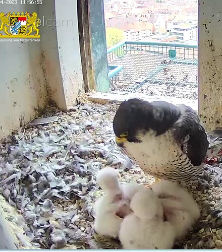 Screenshot_20230414-115724~2