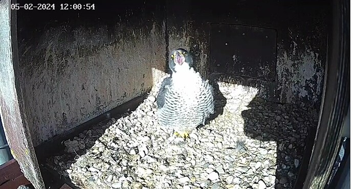 VideoCapture_20240205-180654