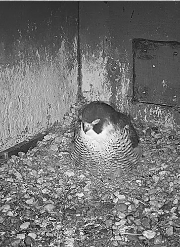 Screenshot_20240223_052653_Chrome