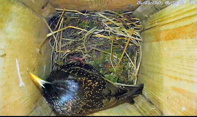 Screenshot_2026-03-26-06-28-17-940_com.android.chrome~3