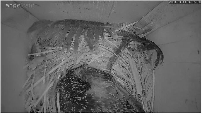 Snap_2023.04.14_06h35m48s_009_