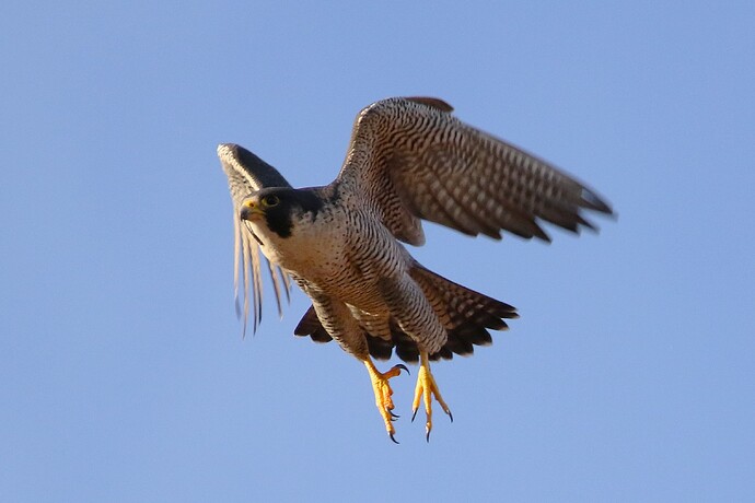 Falco abends 2b