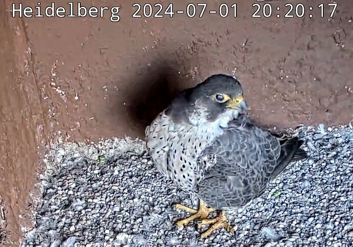 Screenshot_2024-07-01-20-20-29-428_com.android.chrome