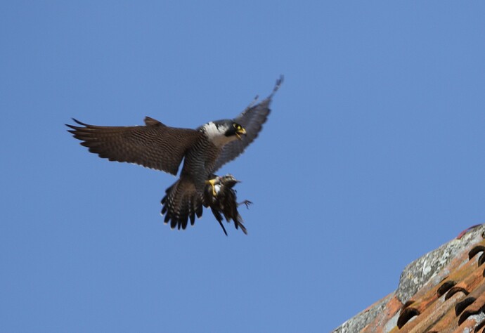 Falco Anflug mit Beute