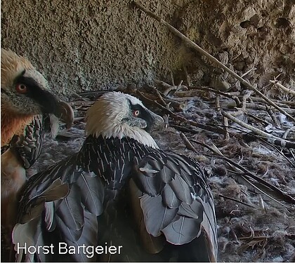 Beide im Horst 18.08.25