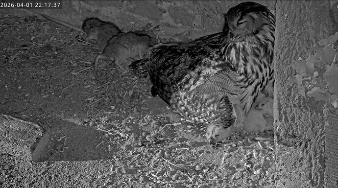 Screenshot_20260401_232644_YouTube