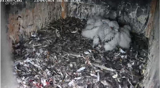 Snap_2024.04.25_06h59m08s_003_